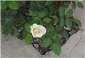 Schwanense